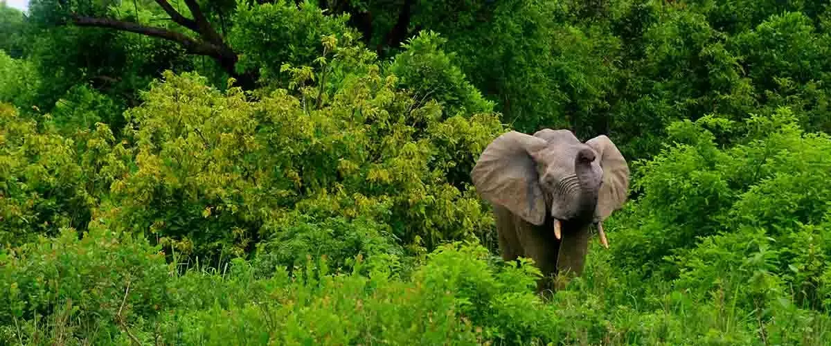 Elefantes de bosque africano y cambio climático.