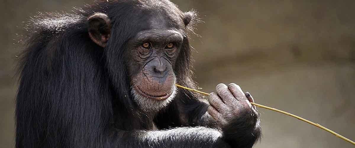Las técnicas de reconocimiento facial permiten mejorar el estudio de animales como el chimpancé.