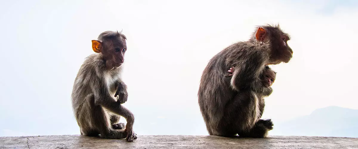 Retos y desafíos de la conservación de los primates.