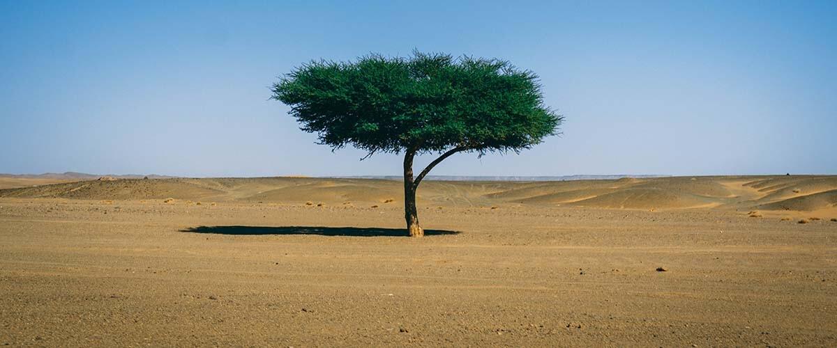 Un estudio revela que hay muchos más árboles en el Sáhara y el Sahel.