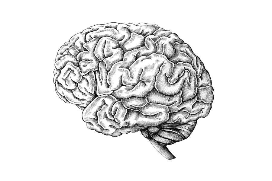 cómo es un cerebro humano