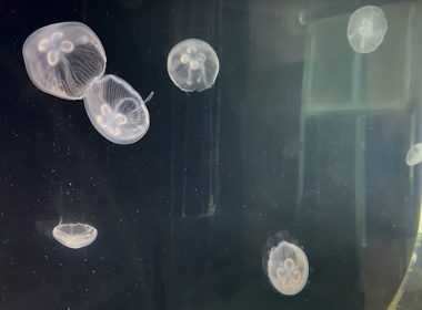 medusas