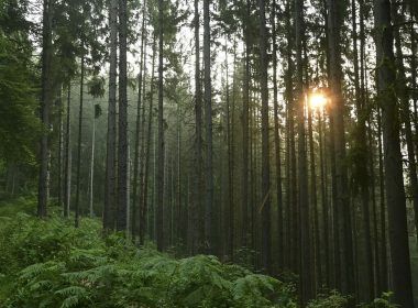bosque