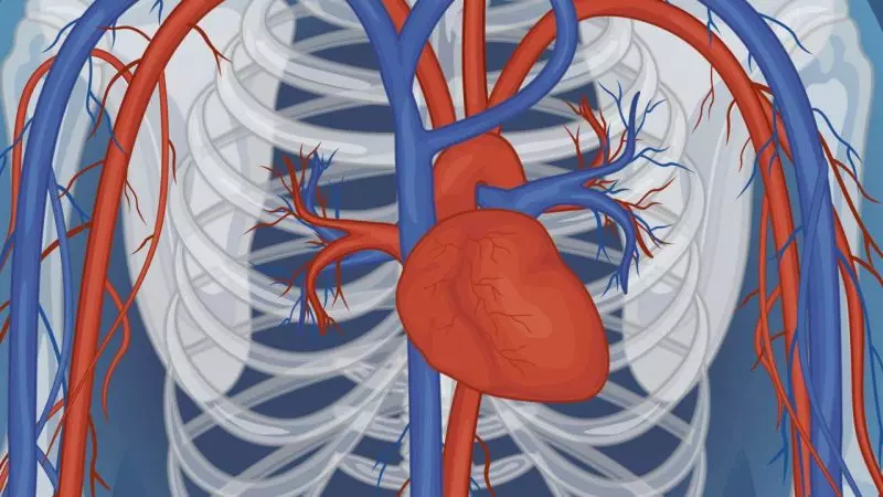 imagen de un corazón humano