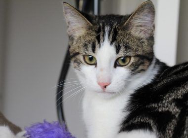 gato