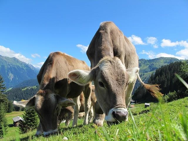 cows-cow