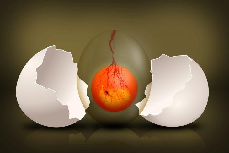 embryo-egg