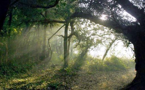 bosque que rodea auroville