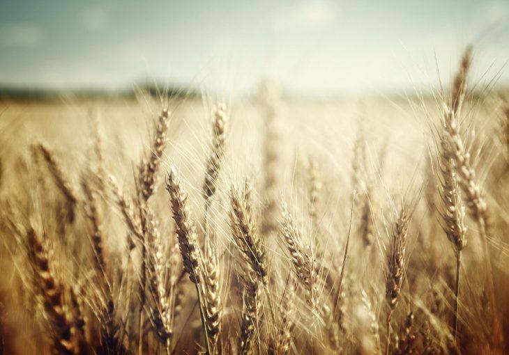 La teoría sobre el origen del pan siempre había estado ligado a la aparición de la agricultura