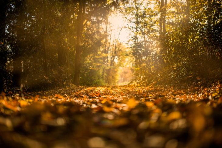 Consejos para capturar las mejores fotos de otoño