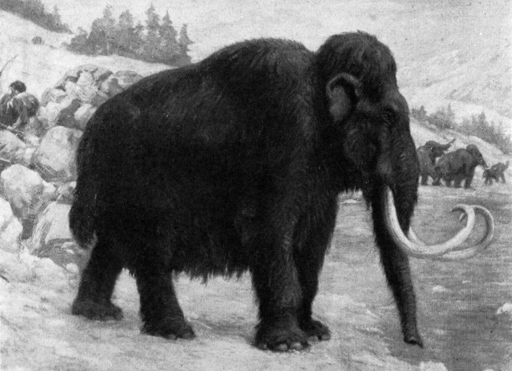 El mamut lanudo era un poco más grande que los elefantes africanos actuales.