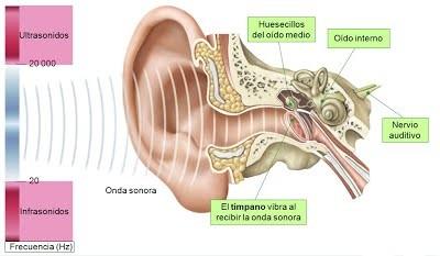 ¿Cómo funcionan los auriculares de conducción ósea?