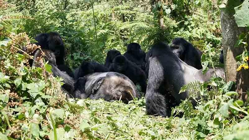 funeral de los gorilas