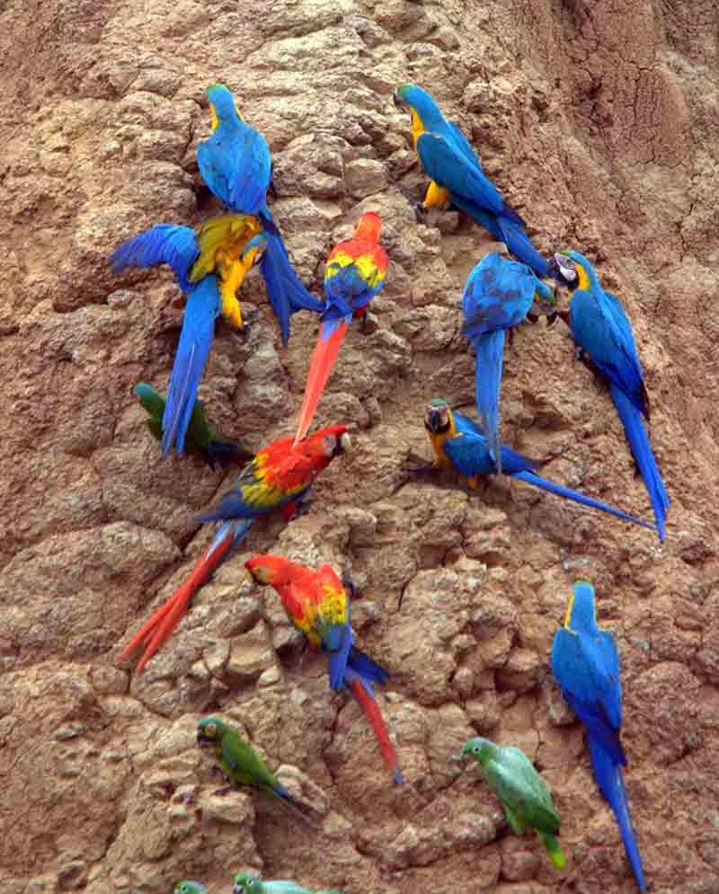 aves alimentándose de arcilla en el Amazonas