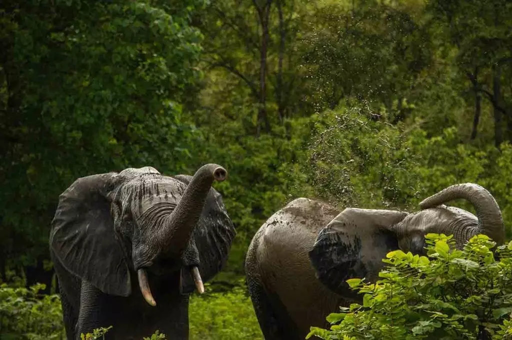 Su alimentación es clave en la relación entre elefantes de selva africano y cambio climático.