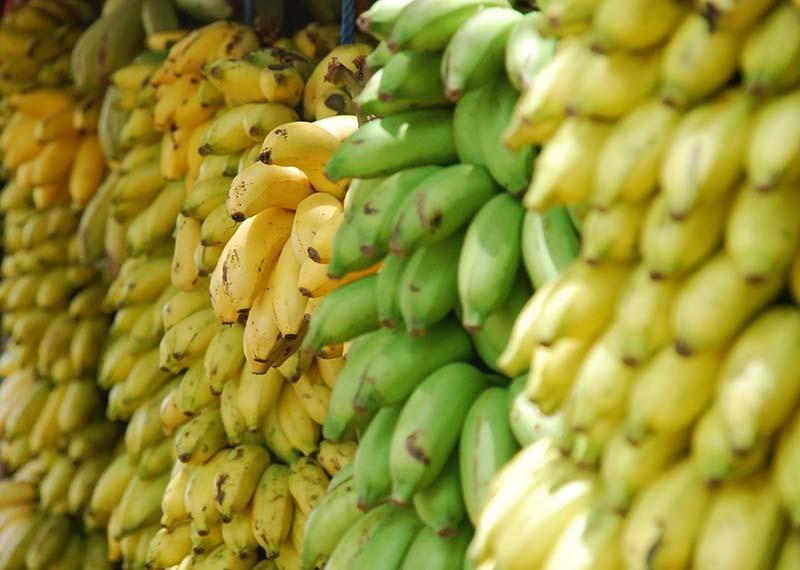 plagas en agricultura como plátanos