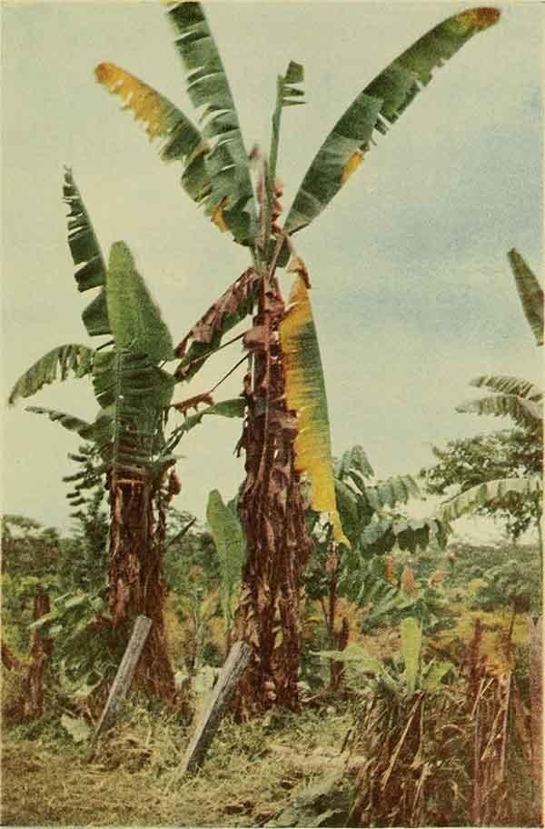plantación de plátanos afectada por la plaga