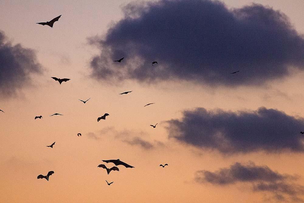grupo de murciélagos volando al anochecer