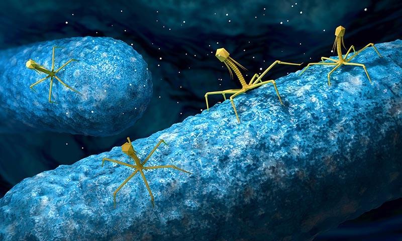 imagen de un bacteriófago
