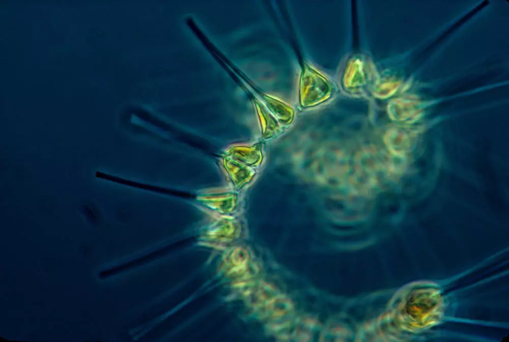 fitoplancton en un planeta de virus