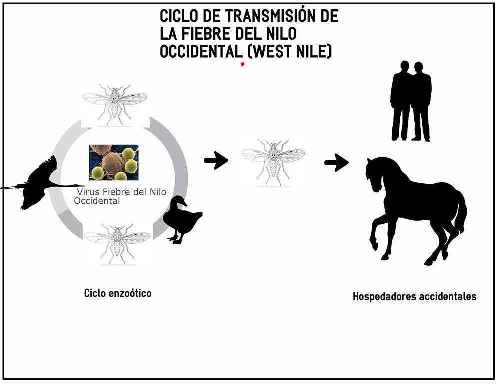 El virus del Nilo Occidental se transmite a los humanos a través de picaduras de mosquito.