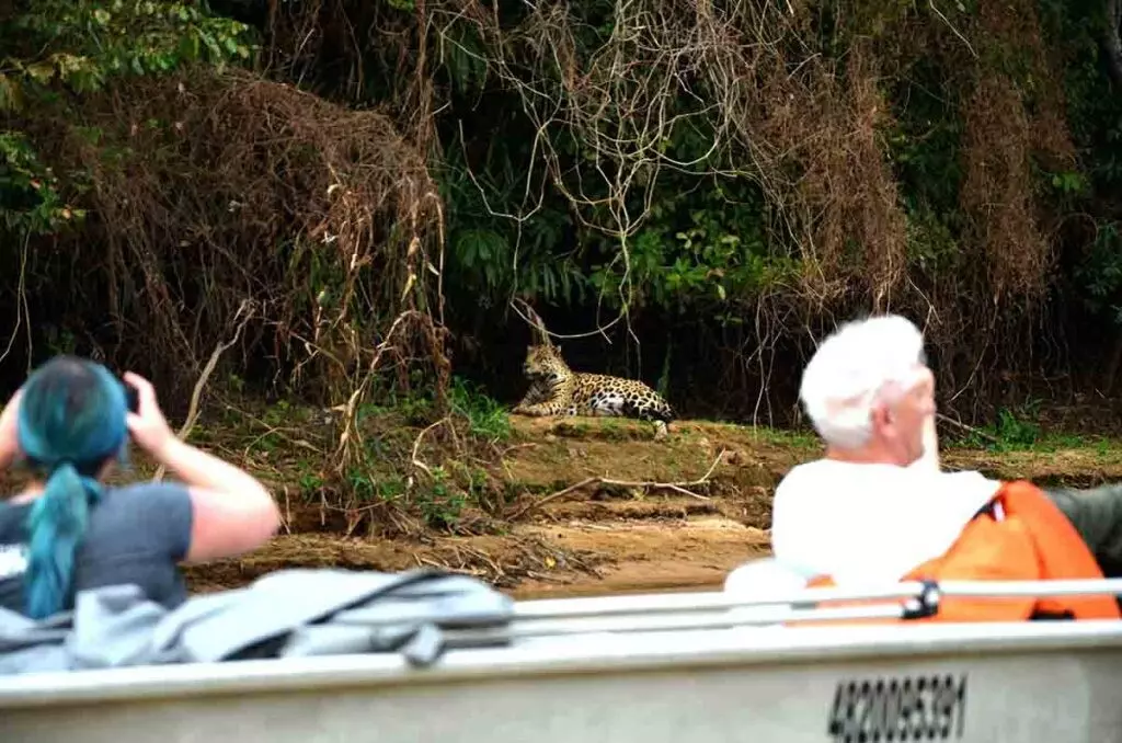 Turistas fotografían un jaguar en El Pantanal, Brasil.