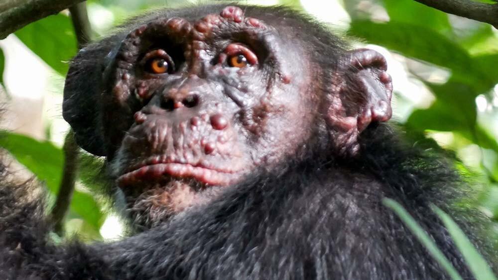 la lepra en chimpancés es un caso de zoonosis inversa