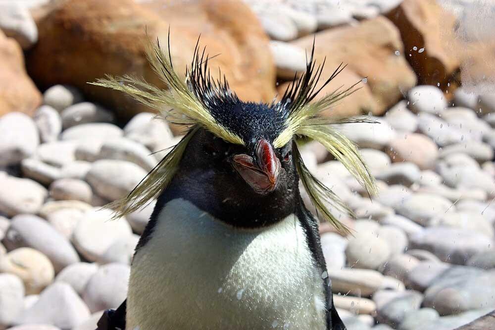 pingüino Rockhopper