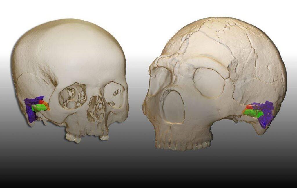 Comparación del oído externo y medio de Homo sapiens y Homo neanderthalensis.