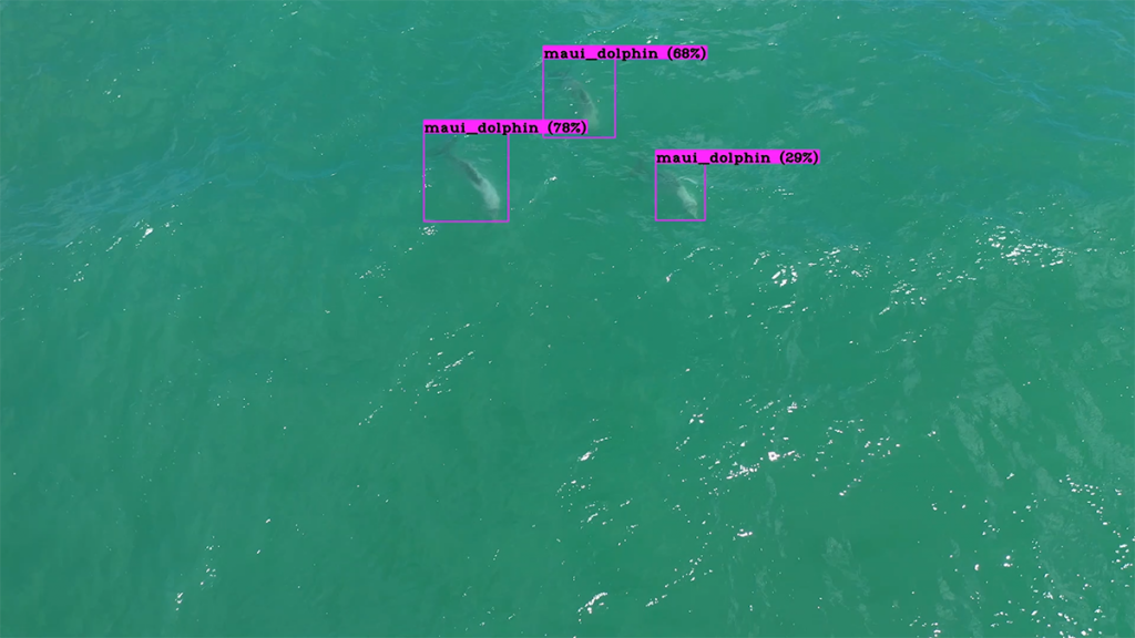 M?ui63 ha desarrollado un dron de rastreo con inteligencia artificial capaz de encontrar y seguir a estos delfines.