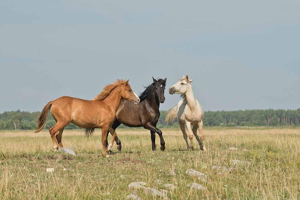 caballos en una pradera