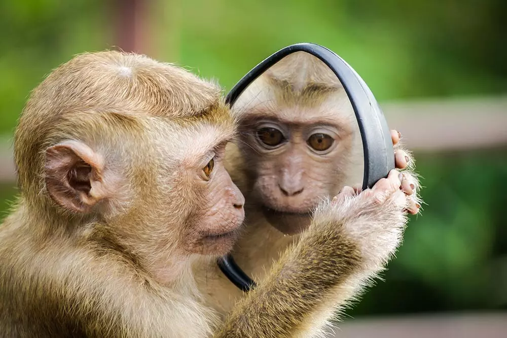 mono delante de un espejo