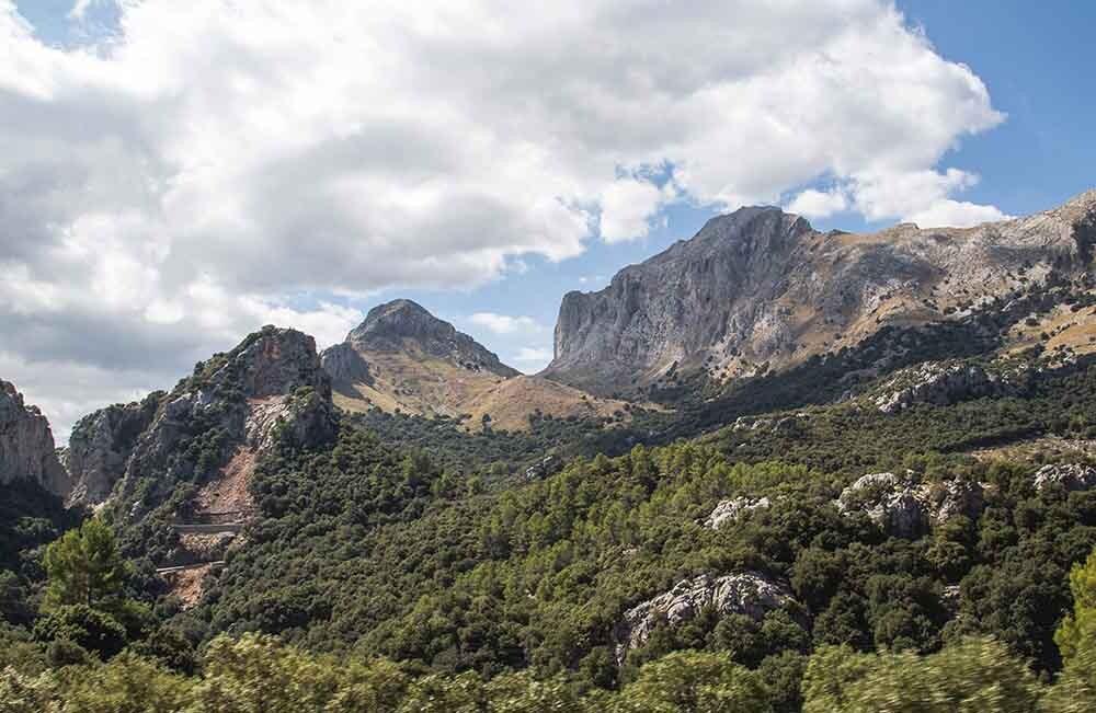bosque templado en Mallorca