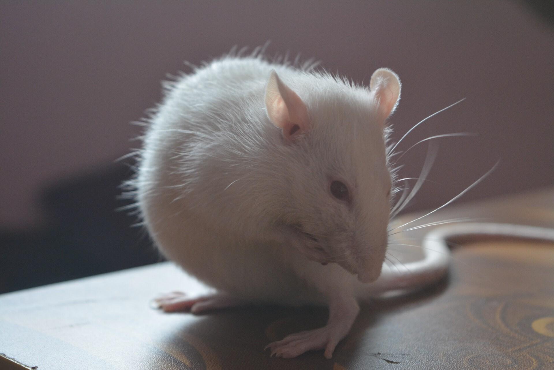 ratones laboratorio
